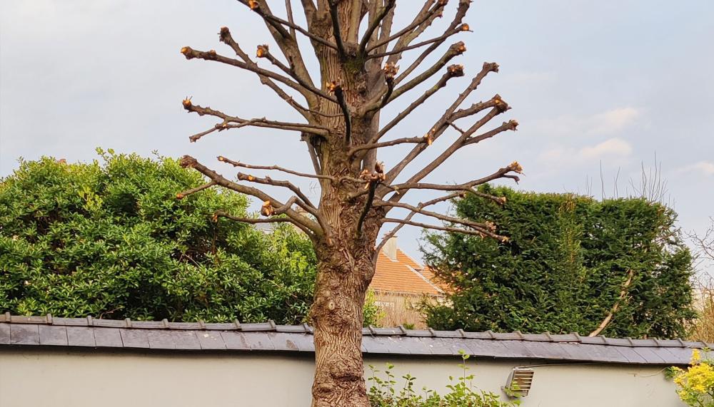 lagage-et-taille