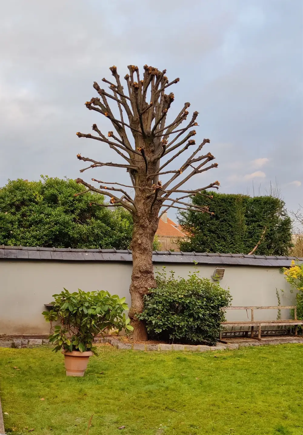 Taille et élagage - DAP Paysagiste à Reims (12)